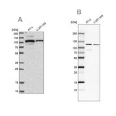 Anti-BICD2 antibody produced in rabbit Prestige Antibodies® Powered by Atlas Antibodies, affinity isolated antibody, buffered aqueous glycerol solution, Ab2