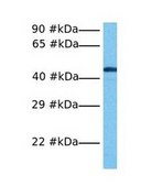 Anti-NUCB2 (AB2) antibody produced in rabbit IgG fraction of antiserum