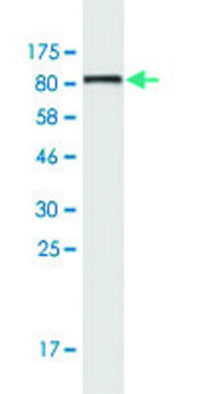 Monoclonal Anti-KRT6B antibody produced in mouse clone 4G9, purified immunoglobulin, buffered aqueous solution