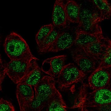 Anti-AKIRIN2 antibody produced in rabbit Prestige Antibodies&#174; Powered by Atlas Antibodies, affinity isolated antibody