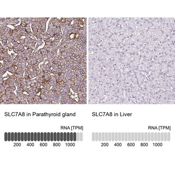 Anti-SLC7A8 antibody produced in rabbit Prestige Antibodies&#174; Powered by Atlas Antibodies, affinity isolated antibody, buffered aqueous glycerol solution