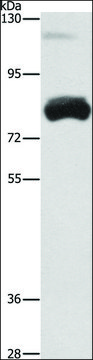 Anti-OAS2 antibody produced in rabbit affinity isolated antibody