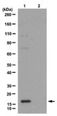 Anti-trimethyl Histone H3 (Lys79) Antibody from rabbit, purified by affinity chromatography