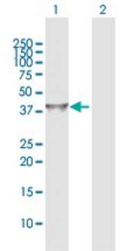 Anti-IDH3G antibody produced in rabbit purified immunoglobulin, buffered aqueous solution