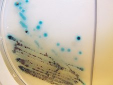 Acinetobacter Millichrome™ plus Supplement suitable for microbiology