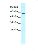 Anti-ETS1 antibody produced in rabbit IgG fraction of antiserum