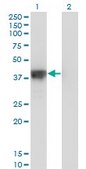 Monoclonal Anti-DFFA, (C-terminal) antibody produced in mouse clone 3A11, purified immunoglobulin, buffered aqueous solution