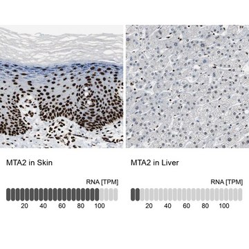 Anti-MTA2 antibody produced in rabbit Prestige Antibodies&#174; Powered by Atlas Antibodies, affinity isolated antibody, buffered aqueous glycerol solution