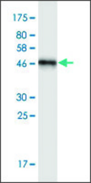 Monoclonal Anti-NOTCH2NL antibody produced in mouse clone S1, purified immunoglobulin, buffered aqueous solution