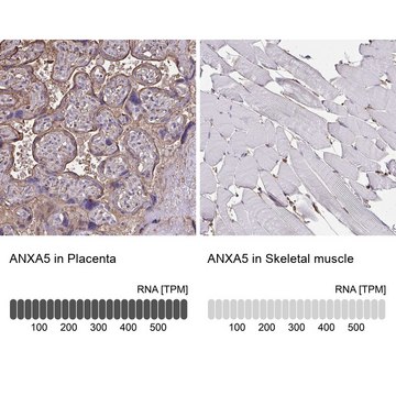 Anti-ANXA5 antibody produced in rabbit Prestige Antibodies&#174; Powered by Atlas Antibodies, affinity isolated antibody, buffered aqueous glycerol solution