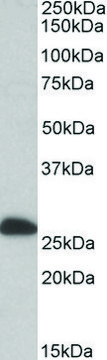 Anti-ETFB antibody produced in goat affinity isolated antibody, buffered aqueous solution