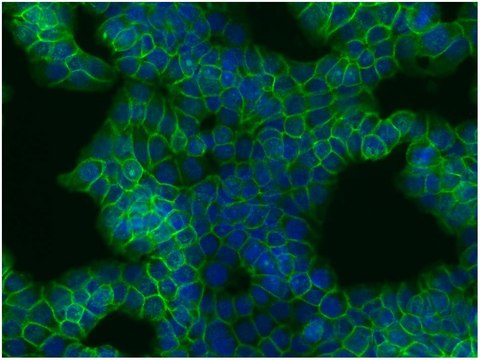 Monoclonal Anti-betaCatenin antibody produced in mouse clone EM-22