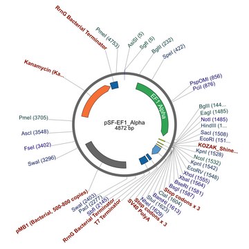 PSF-EF1 ALPHA - ELONGATION FACTOR ALPHA PROMOTER PLASMID plasmid vector for molecular cloning