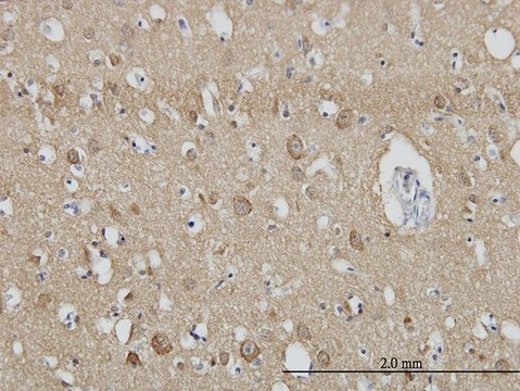 Monoclonal Anti-SH3GL2 antibody produced in mouse clone 5A6, purified immunoglobulin, buffered aqueous solution