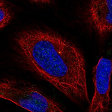 Anti-BORCS6 antibody produced in rabbit Prestige Antibodies&#174; Powered by Atlas Antibodies, affinity isolated antibody