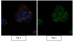 Anti-dimethyl-Histone H3 (Lys9) Antibody, Alexa Fluor™ 488 Conjugate from rabbit, ALEXA FLUOR™ 488