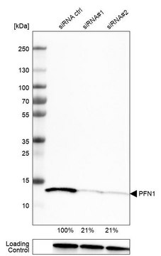 Monoclonal Anti-PFN1 antibody produced in mouse Prestige Antibodies&#174; Powered by Atlas Antibodies, clone CL3524, purified immunoglobulin, buffered aqueous glycerol solution