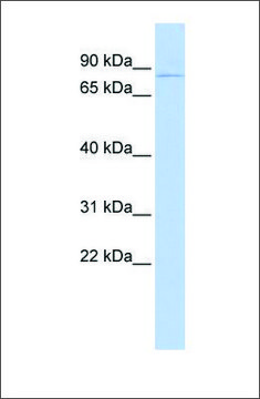 Anti-KCND2 antibody produced in rabbit affinity isolated antibody