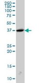 Monoclonal Anti-SH3GL2 antibody produced in mouse clone 5A6, purified immunoglobulin, buffered aqueous solution