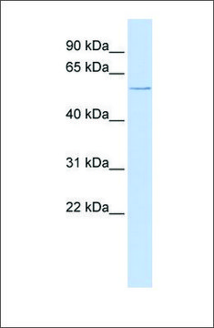 Anti-CFLAR antibody produced in rabbit affinity isolated antibody