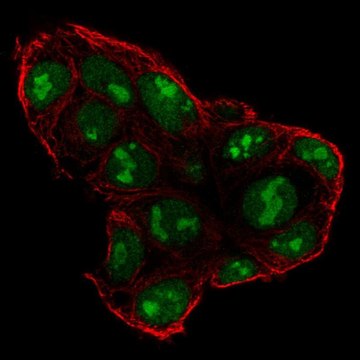 Anti-SP5 antibody produced in rabbit Prestige Antibodies&#174; Powered by Atlas Antibodies, affinity isolated antibody