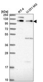 Anti-PLEKHA5 antibody produced in rabbit Prestige Antibodies® Powered by Atlas Antibodies, affinity isolated antibody