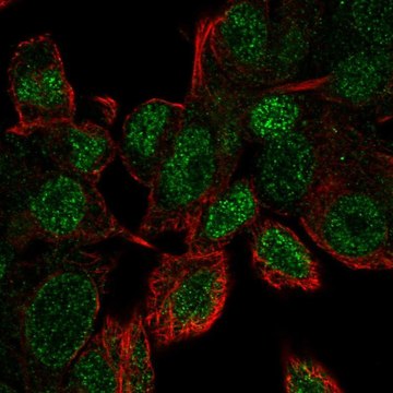 Anti-UBE2V1 antibody produced in rabbit Prestige Antibodies&#174; Powered by Atlas Antibodies, affinity isolated antibody