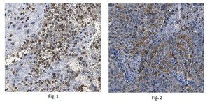 Anti-IL-27A Antibody from rabbit, purified by affinity chromatography