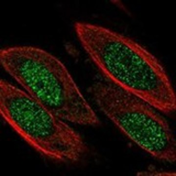 Anti-CCND3 antibody produced in rabbit Prestige Antibodies&#174; Powered by Atlas Antibodies, affinity isolated antibody, buffered aqueous glycerol solution