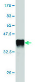 Monoclonal Anti-APOL3 antibody produced in mouse clone 4E5, purified immunoglobulin, buffered aqueous solution