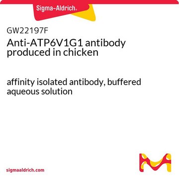 Anti-ATP6V1G1 antibody produced in chicken affinity isolated antibody, buffered aqueous solution