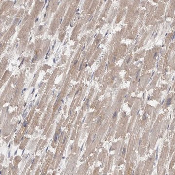 Anti-FHOD3 antibody produced in rabbit Prestige Antibodies&#174; Powered by Atlas Antibodies, affinity isolated antibody, buffered aqueous glycerol solution, Ab2