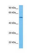 Anti-RXRG (AB2) antibody produced in rabbit IgG fraction of antiserum