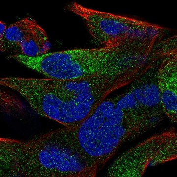 Anti-OLFML2B antibody produced in rabbit Prestige Antibodies&#174; Powered by Atlas Antibodies, affinity isolated antibody