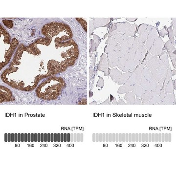 抗-IDH1 兔抗 Prestige Antibodies&#174; Powered by Atlas Antibodies, affinity isolated antibody, buffered aqueous glycerol solution