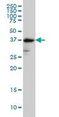 Monoclonal Anti-FUT2 antibody produced in mouse clone 4C12, purified immunoglobulin, buffered aqueous solution