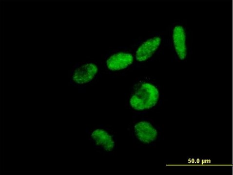 Anti-RBM15 antibody produced in mouse IgG fraction of antiserum, buffered aqueous solution