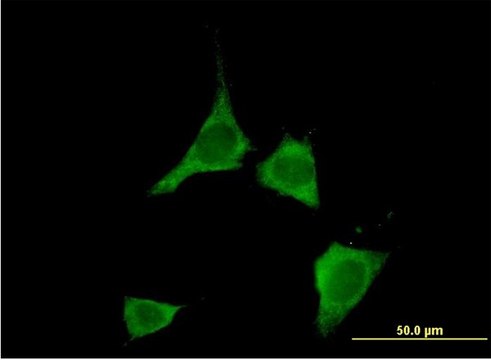 Monoclonal Anti-CAMK2D antibody produced in mouse clone 1A8, purified immunoglobulin, buffered aqueous solution