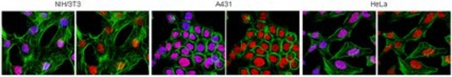 抗组蛋白Macro H2A.1抗体 from rabbit, purified by affinity chromatography