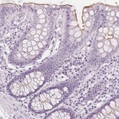 Anti-MUC12 antibody produced in rabbit Prestige Antibodies® Powered by Atlas Antibodies, affinity isolated antibody, buffered aqueous glycerol solution