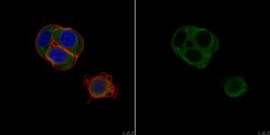 抗-钙联接蛋白抗体，克隆AF8 clone AF8, from mouse