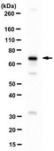 Anti-Mediator complex subunit 25 from rabbit, purified by affinity chromatography