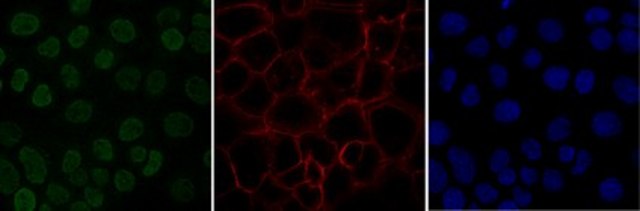 Anti-monomethyl Histone H4 (Lys20) Antibody, Alexa Fluor&#8482; 488 conjugate from rabbit, ALEXA FLUOR&#8482; 488