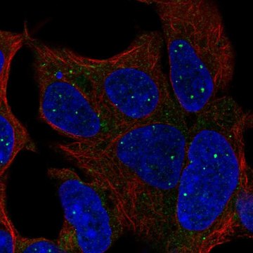 Anti-TBX1 antibody produced in rabbit Prestige Antibodies&#174; Powered by Atlas Antibodies, affinity isolated antibody