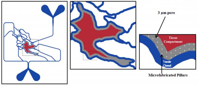 SynVivo SynRAM 3D Inflammation model chip, SMN2 microvascular network configuration