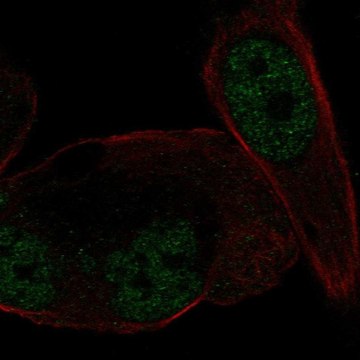 Anti-NR3C2 antibody produced in rabbit Prestige Antibodies&#174; Powered by Atlas Antibodies, affinity isolated antibody