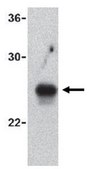 Anti-GITRL Antibody from rabbit, purified by affinity chromatography