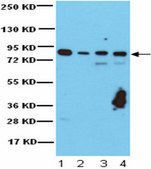 Anti-Rsk1 Antibody from rabbit, purified by affinity chromatography