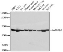 Anti-KAT9/Elp3 antibody produced in rabbit