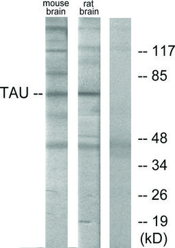 Anti-TAU antibody produced in rabbit affinity isolated antibody